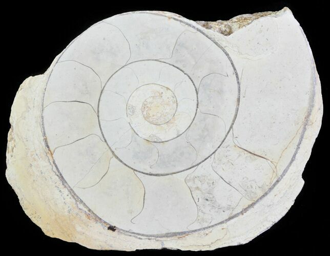 Cut and Polished Lower Jurassic Ammonite - England #62571